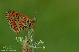 Benekli parhan (Melitaea didyma)