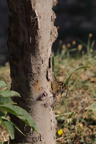 Karanlık Orman Esmeri (Pararge aegeria)
