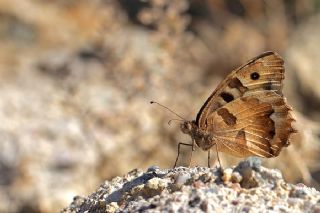 Cad (Chazara briseis)