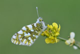 Da Oykls (Euchloe ausonia)