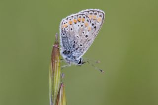 okgzl Esmer (Aricia agestis)