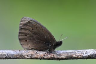Sar Azamet (Colias croceus)