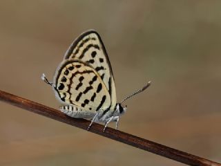 Balkan Kaplan (Tarucus balkanicus)