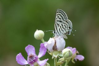 Balkan Kaplan (Tarucus balkanicus)