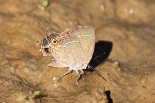 ranl Sevbeni (Satyrium marcidum)