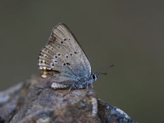 Kk Benekli Sevbeni (Satyrium ledereri )