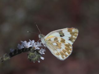 Yeni Beneklimelek (Pontia edusa)