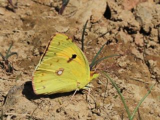 Sar Azamet (Colias croceus)