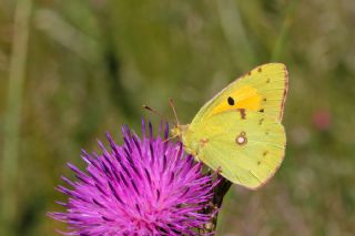 Sar Azamet (Colias croceus)