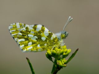 Da Oykls (Euchloe ausonia)