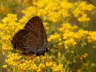 Byk Sevbeni (Satyrium ilicis)