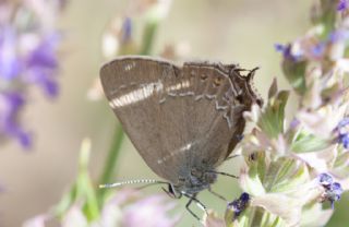 Mavi Benekli Sevbeni (Satyrium zabni)