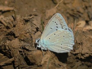 okgzl Dafnis (Polyommatus daphnis)