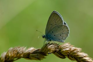 Fransz Everesi (Cupido alcetas)