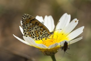 Gzel parhan (Melitaea trivia)