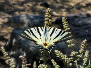 Erik Krlangkuyruk (Iphiclides podalirius)