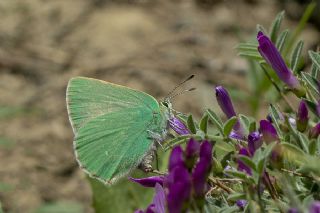 Anadolu Zmrt (Callophrys paulae)