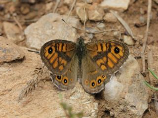 Kk Esmerboncuk (Lasiommata megera)
