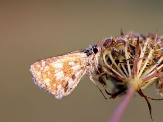spanyol Zpzp (Pyrgus armoricanus)