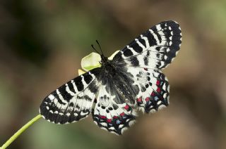 Kafkas Fistosu (Zerynthia caucasica)