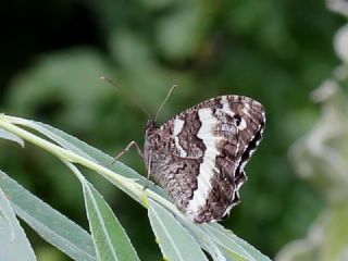 Kara Murat (Brintesia  circe)