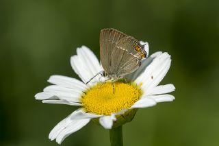 Minik Sevbeni (Satyrium acaciae)