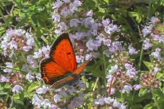 Ate Bakr Gzeli (Lycaena candens)