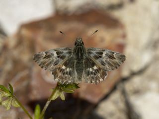 ark Zpzp (Carcharodus orientalis)