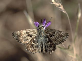 Hatmi Zpzp (Carcharodus alceae)