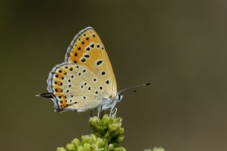 Kk Ate Gzeli (Lycaena thersamon)