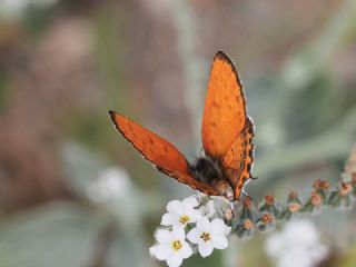 Kk Ate Gzeli (Lycaena thersamon)