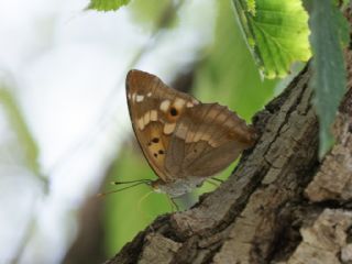 Kk Mor mparator (Apatura ilia)