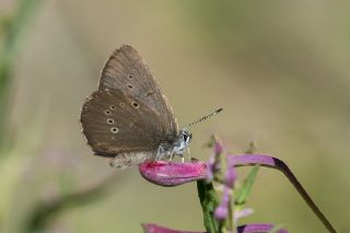 Esmer Korubeni (Phengaris nausithous)