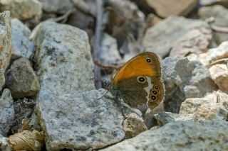 Funda Zpzp Perisi (Coenonympha arcania)