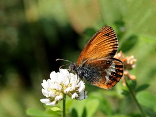 Funda Zpzp Perisi (Coenonympha arcania)