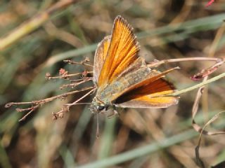 Sar Antenli Zpzp (Thymelicus sylvestris)