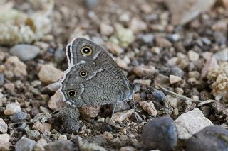 Beyaz Bandl Karamelek (Hipparchia parisatis)