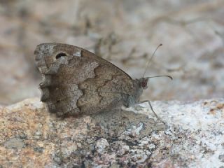 Aa Karamelei (Hipparchia statilinus)