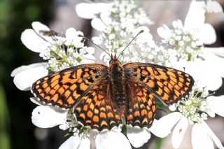 Benekli Byk parhan (Melitaea phoebe)