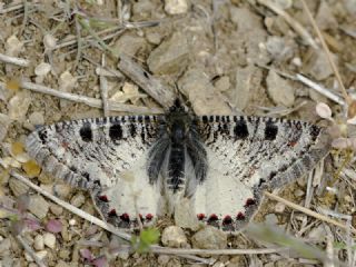 Yalanc Apollo (Archon apollinus)