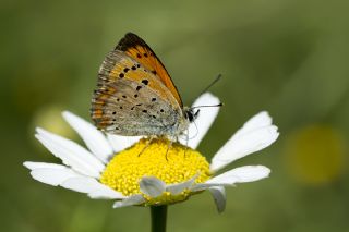 Osmanl Atei (Lycaena ottomanus)