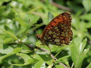 ift Noktal Brentis (Brenthis hecate)