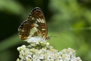 Hanmeli Kelebei (Limenitis camilla)