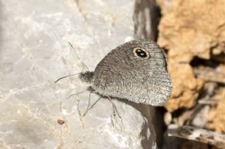 Karagz (Ypthima asterope)