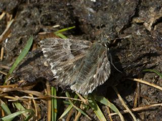 Tyl Zpzp (Carcharodus flocciferus)