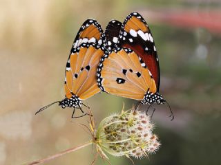 Sultan (Danaus chrysippus)