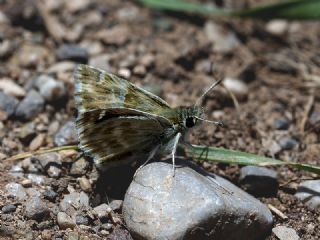 Cezayir Zpzp (Carcharodus stauderi)