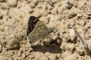 Suriye Z�pz�p�&nbsp;(Muschampia&nbsp;nomas)