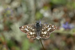 Gzel Zpzp (Pyrgus cinarae)