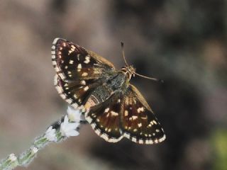 Kzl Zpzp (Spialia orbifer)